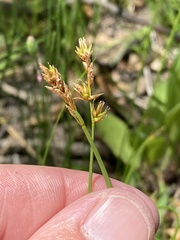 Carex richardsonii