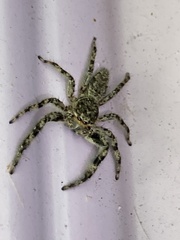 Platycryptus undatus