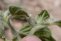 Heliotropium hirsutissimum