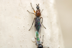 Dilophus tibialis breviceps