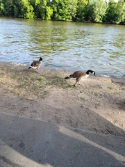 Branta canadensis