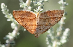 Mimoclystia pudicata