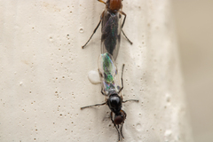 Dilophus tibialis breviceps