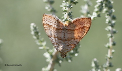 Mimoclystia pudicata