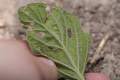 Heliotropium hirsutissimum