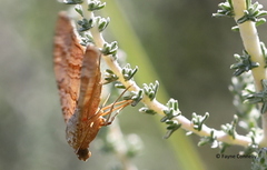 Mimoclystia pudicata