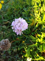 Armeria berlengensis