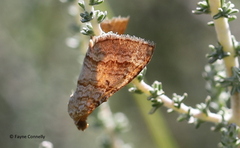 Mimoclystia pudicata