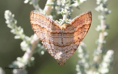 Mimoclystia pudicata