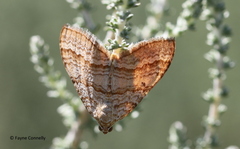 Mimoclystia pudicata