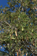 Vachellia bidwillii