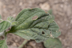 Heliotropium hirsutissimum