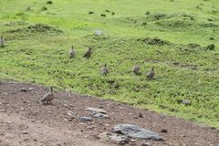 Pterocles gutturalis