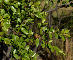 Petalostigma banksii
