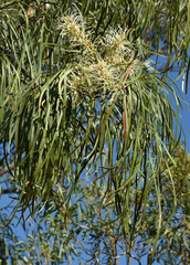 Grevillea parallela