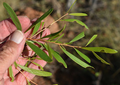 Melaleuca citrolens