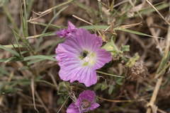 Malva punctata