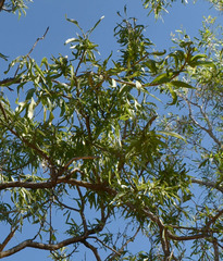 Dolichandrone alternifolia