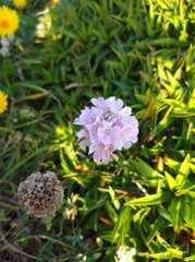 Armeria berlengensis