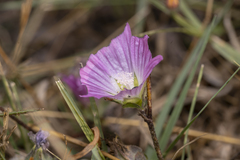 Malva punctata