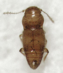 Ptinella taylorae
