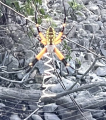 Argiope aurantia