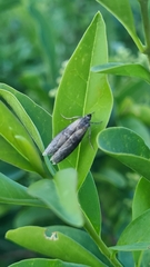 Sciota fumella