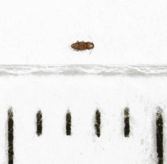 Ptinella taylorae