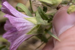 Malva punctata