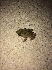 Eleutherodactylus marnockii