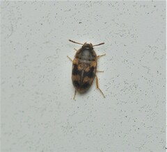 Litargus balteatus