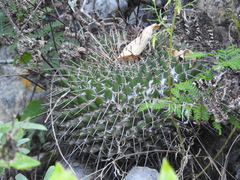 Mammillaria melanocentra linaresensis