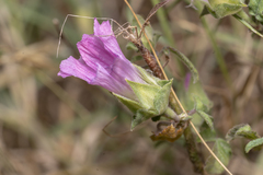 Malva punctata