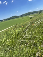 Hesperostipa spartea