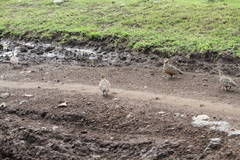 Pterocles gutturalis