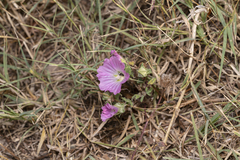 Malva punctata