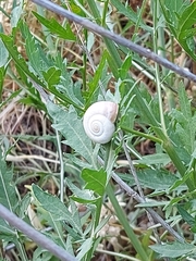 Xeropicta derbentina