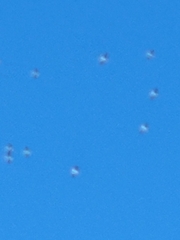 Pelecanus erythrorhynchos