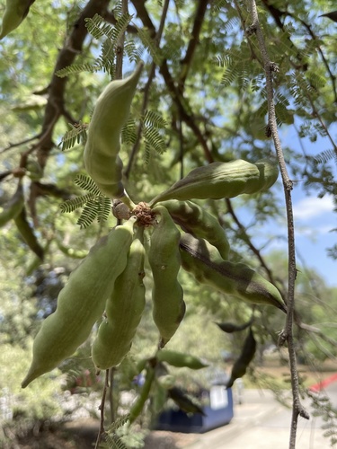 Vachellia farnesiana