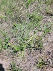Hesperostipa spartea