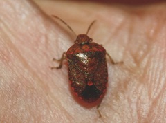 Dryadocoris apicalis