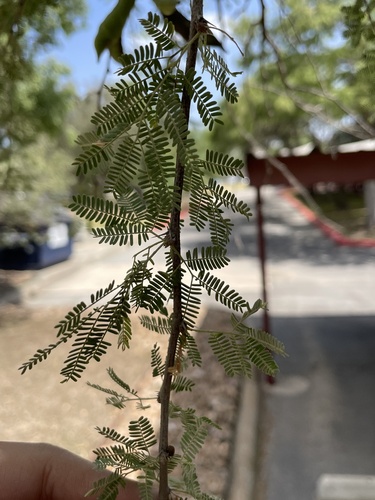Vachellia farnesiana