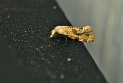 Platphalonidia magdalenae