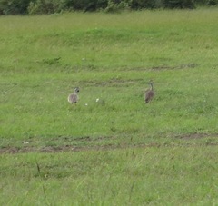 Eupodotis senegalensis