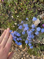 Eritrichium aretioides