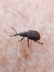 Involvulus cupreus