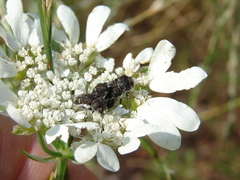 Acmaeoderella flavofasciata flavofasciata