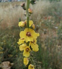 Verbascum virgatum