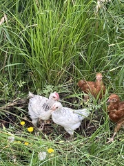 Gallus gallus
