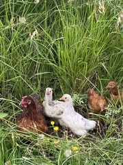 Gallus gallus